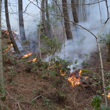 Napoli . Prevenzione e lotta agli incendi boschivi, si è discusso al PAN