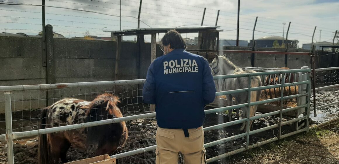 Napoli. Animali maltrattati e detenuti in gabbie improvvisate, sequestrato allevamento abusivo a Ponticelli