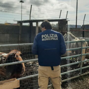 Napoli. Animali maltrattati e detenuti in gabbie improvvisate, sequestrato allevamento abusivo a Ponticelli