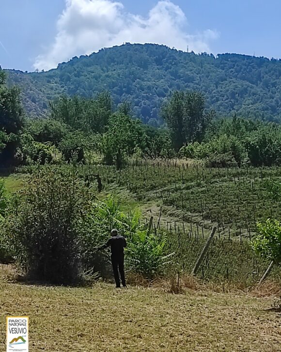 Arriva il “Giardino Vesuviano”, riqualificato lo spazio esterno alla “Casa del Parco Nazionale del Vesuvio”