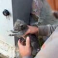 Cercola. Salvato il gattino intrappolato da due giorni dietro il cassonetto dell’Enel. Un gruppo di cittadini ‘armati’ di martello e scalpello lo hanno liberato – Ecco il VIDEO –