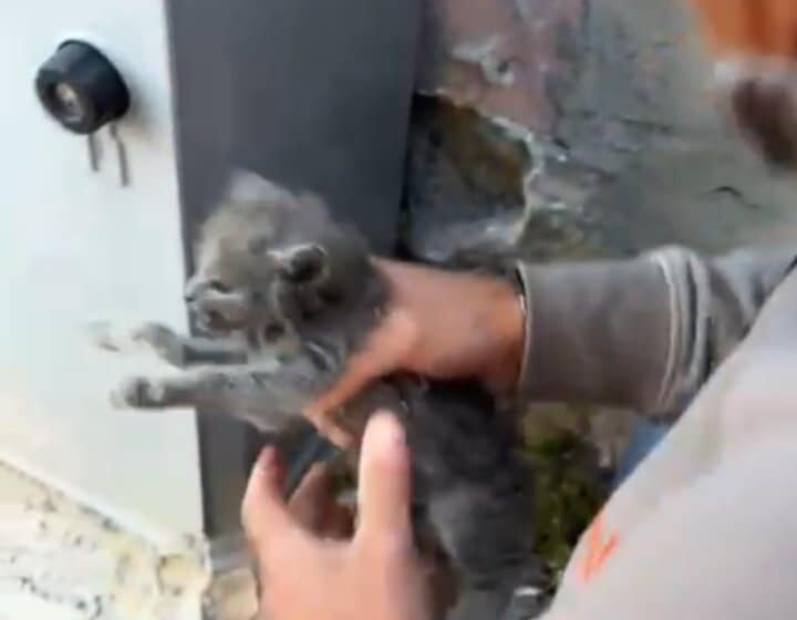 Cercola. Salvato il gattino intrappolato da due giorni dietro il cassonetto dell’Enel. Un gruppo di cittadini ‘armati’ di martello e scalpello lo hanno liberato – Ecco il VIDEO –