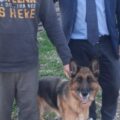 San Sebastiano al Vesuvio. Pastore tedesco ‘Bella’ è al ‘Campo di Billy’, fu maltrattata da un balordo. Il sindaco Panico: “Bella sta meglio, dimessa dalla clinica veterinaria. Ora riportiamola alla socialità”