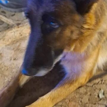 San Sebastiano al Vesuvio. ‘Bella’,  pastore tedesco trascinato con uno scooter, sarà presto dimessa e ospitata al ‘Campo di Billy’ per ricevere il saluto dei cittadini – VIDEO –