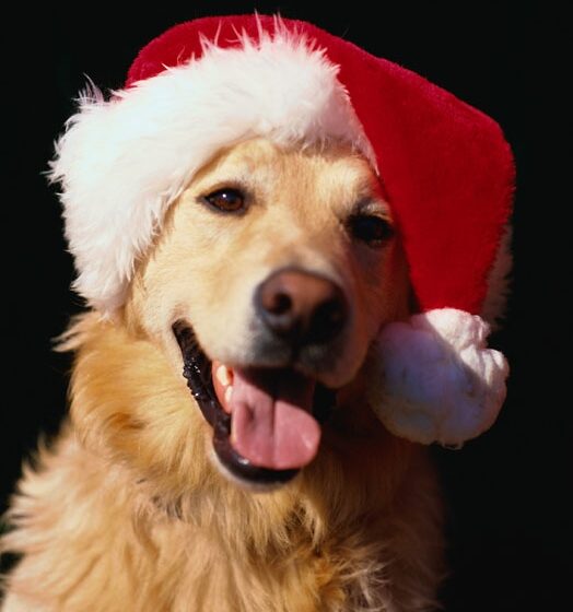 Napoli. “Un trovatello sotto l’albero”, la campagna del Comune per favorire le adozioni dei cani durante le feste