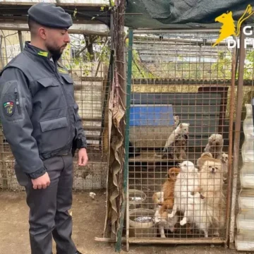 ercolano allev ansa Allevamento abusivo di cani a Ercolano , assessora Zabatta: “Tolleranza zero contro maltrattamenti e traffici illeciti”
